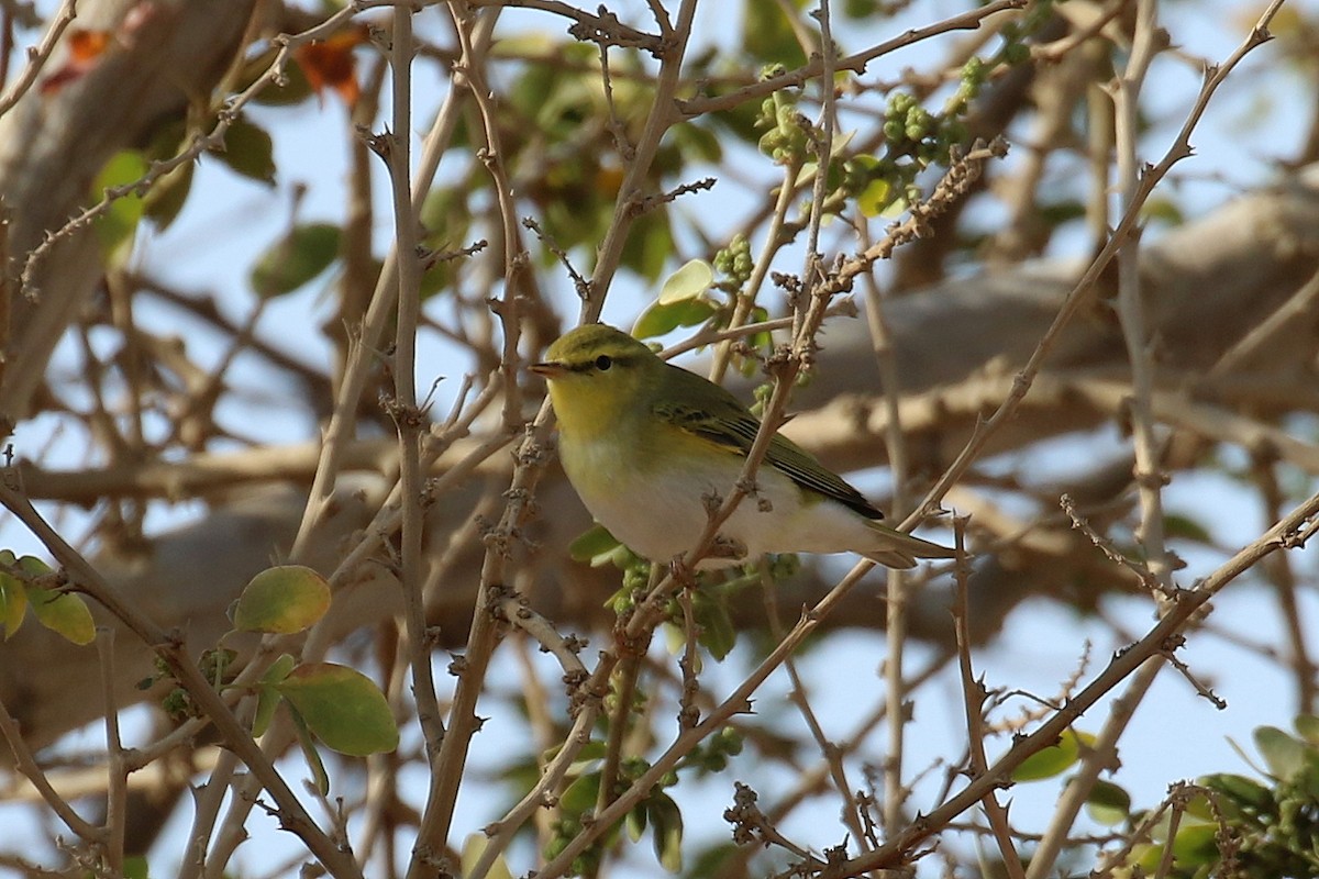 Waldlaubsänger - ML634103422