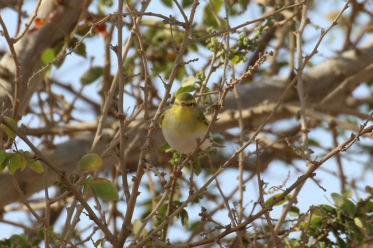 Waldlaubsänger - ML634103423