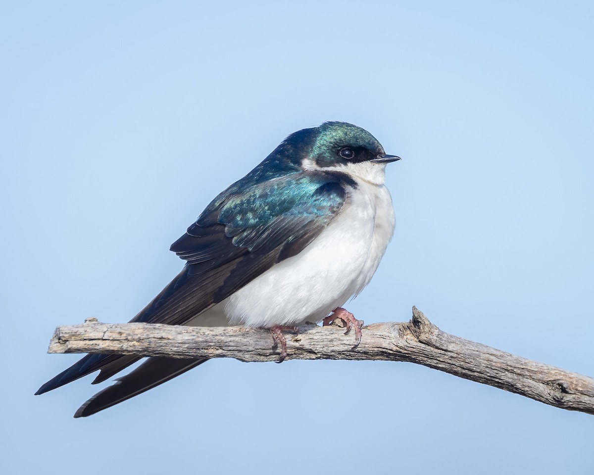 Tree Swallow - ML634103438