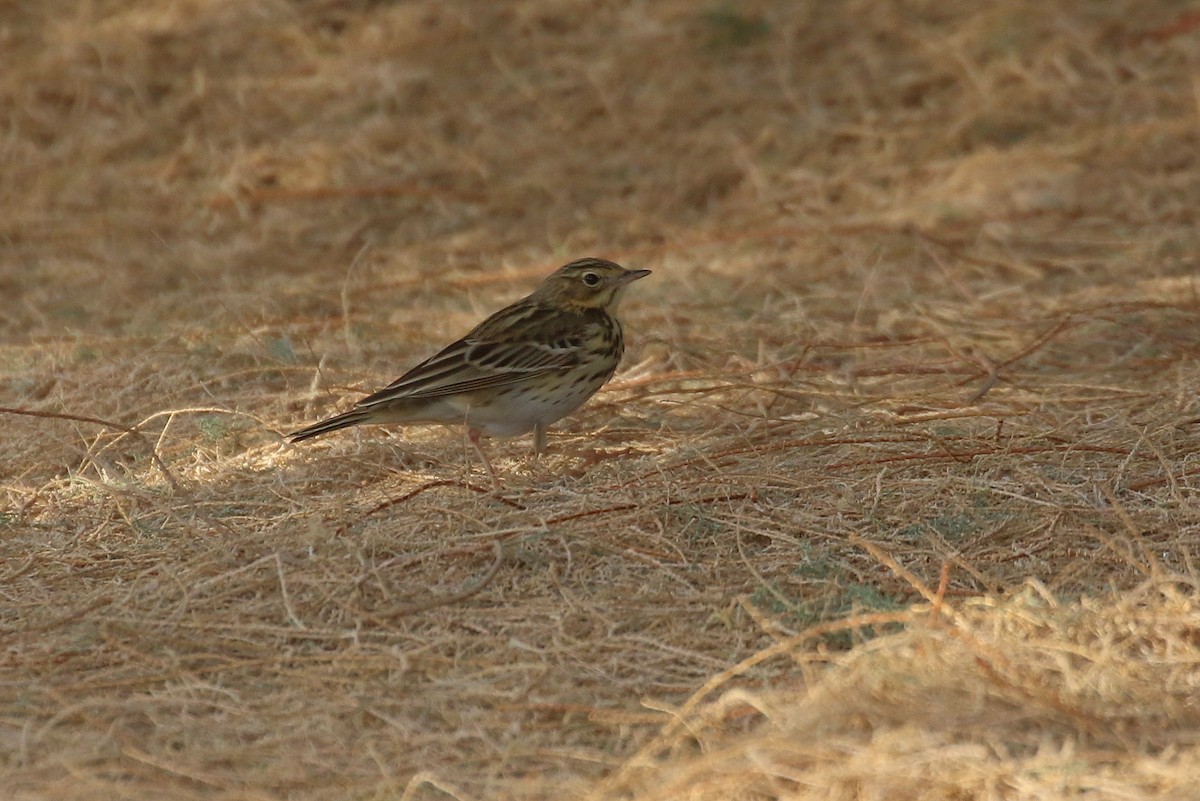 Baumpieper - ML634103439