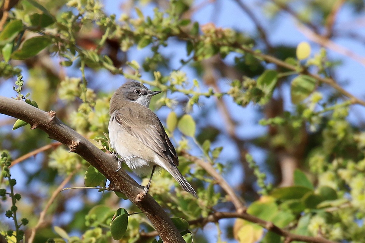 Klappergrasmücke - ML634103453