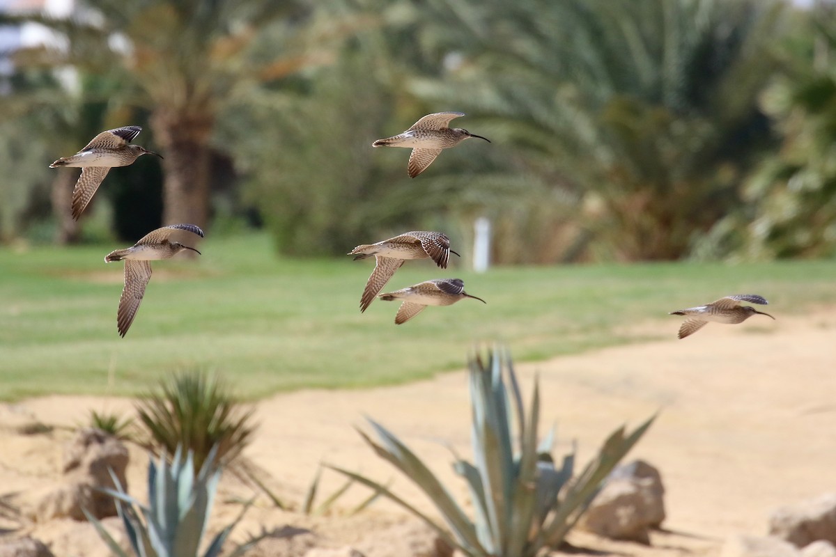 Regenbrachvogel (phaeopus) - ML634103473