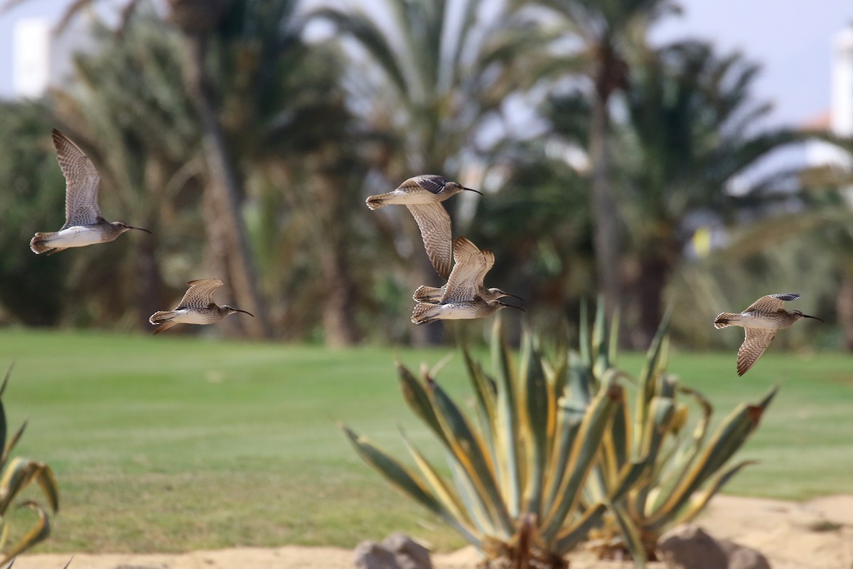 Regenbrachvogel (phaeopus) - ML634103474
