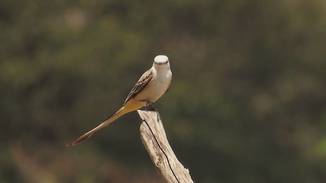 Scissor-tailed Flycatcher - ML634103523