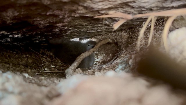 Sargasso Shearwater - ML634103708