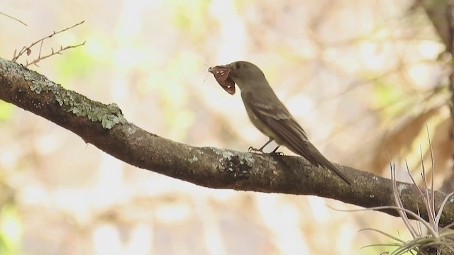 Eastern Wood-Pewee - ML634103766