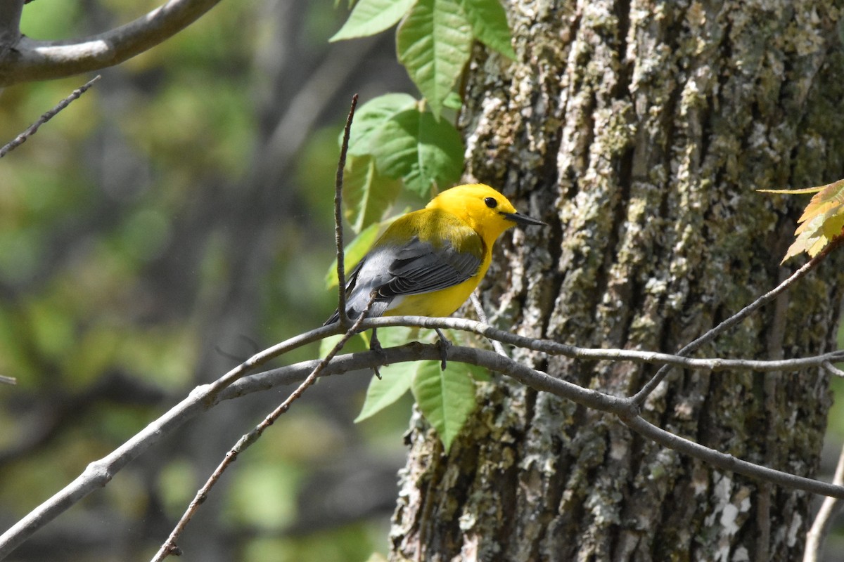 オウゴンアメリカムシクイ - ML634103817