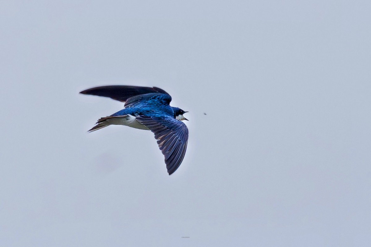 Tree Swallow - ML634103831