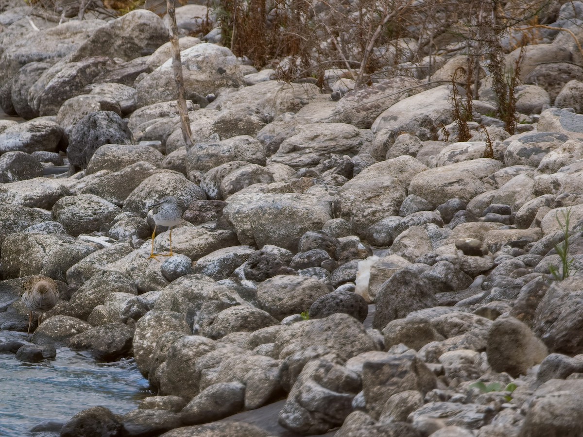 Lesser Yellowlegs - ML634103857