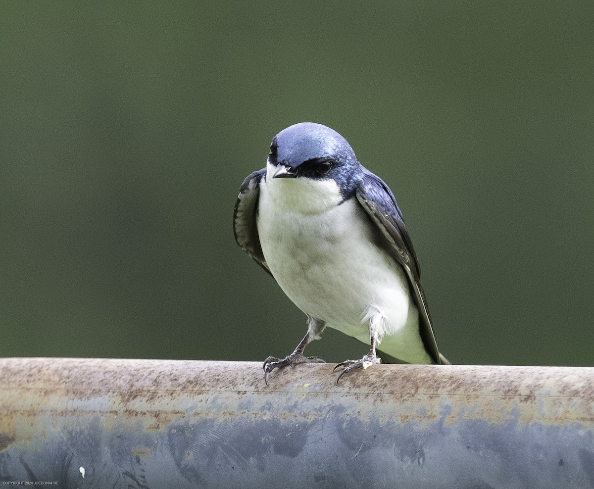 Tree Swallow - ML634103931