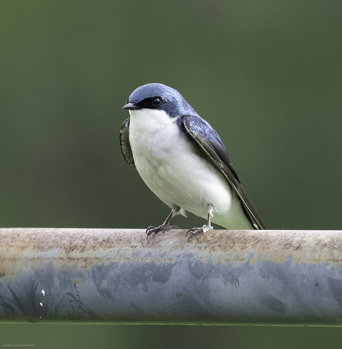Tree Swallow - ML634103932