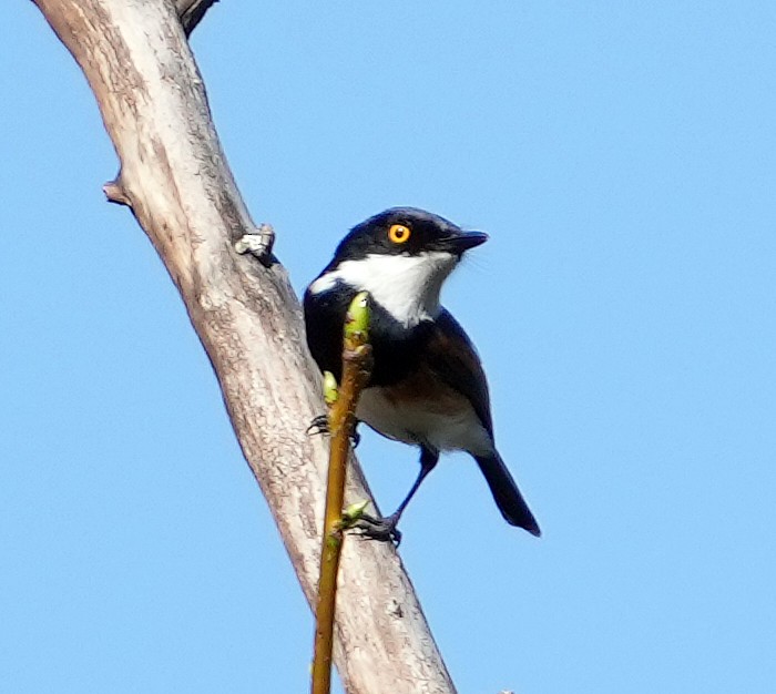 Cape Batis (Cape) - ML634103957