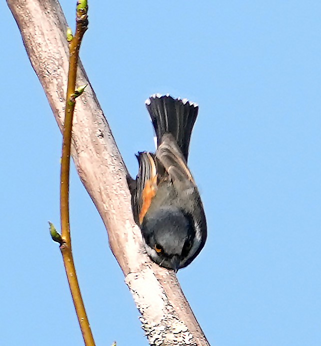 Cape Batis (Cape) - ML634103958