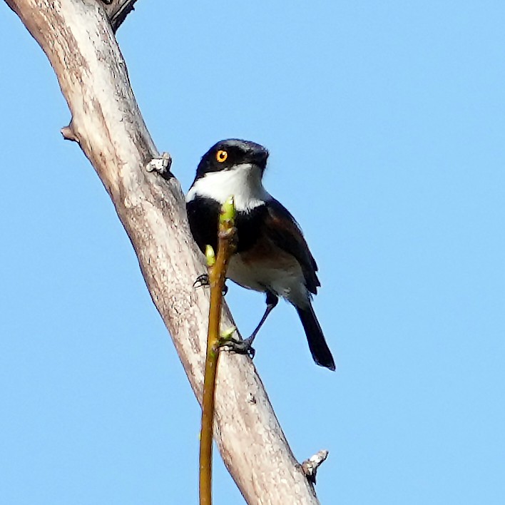 Cape Batis (Cape) - ML634103959