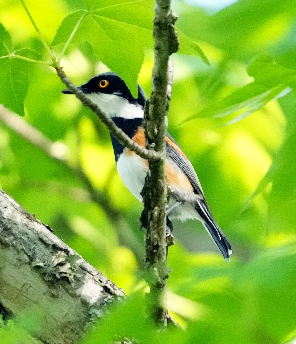 Cape Batis (Cape) - ML634103960