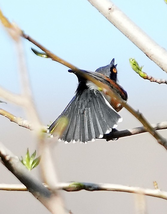 Cape Batis (Cape) - ML634103961
