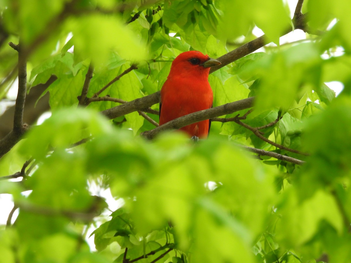 Scarlet Tanager - ML634104017