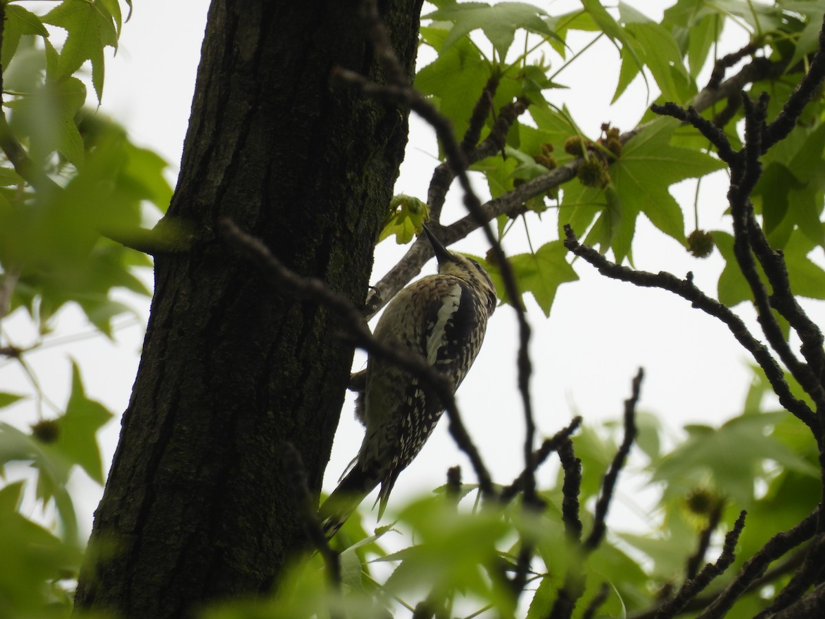 Yellow-bellied Sapsucker - ML634104147