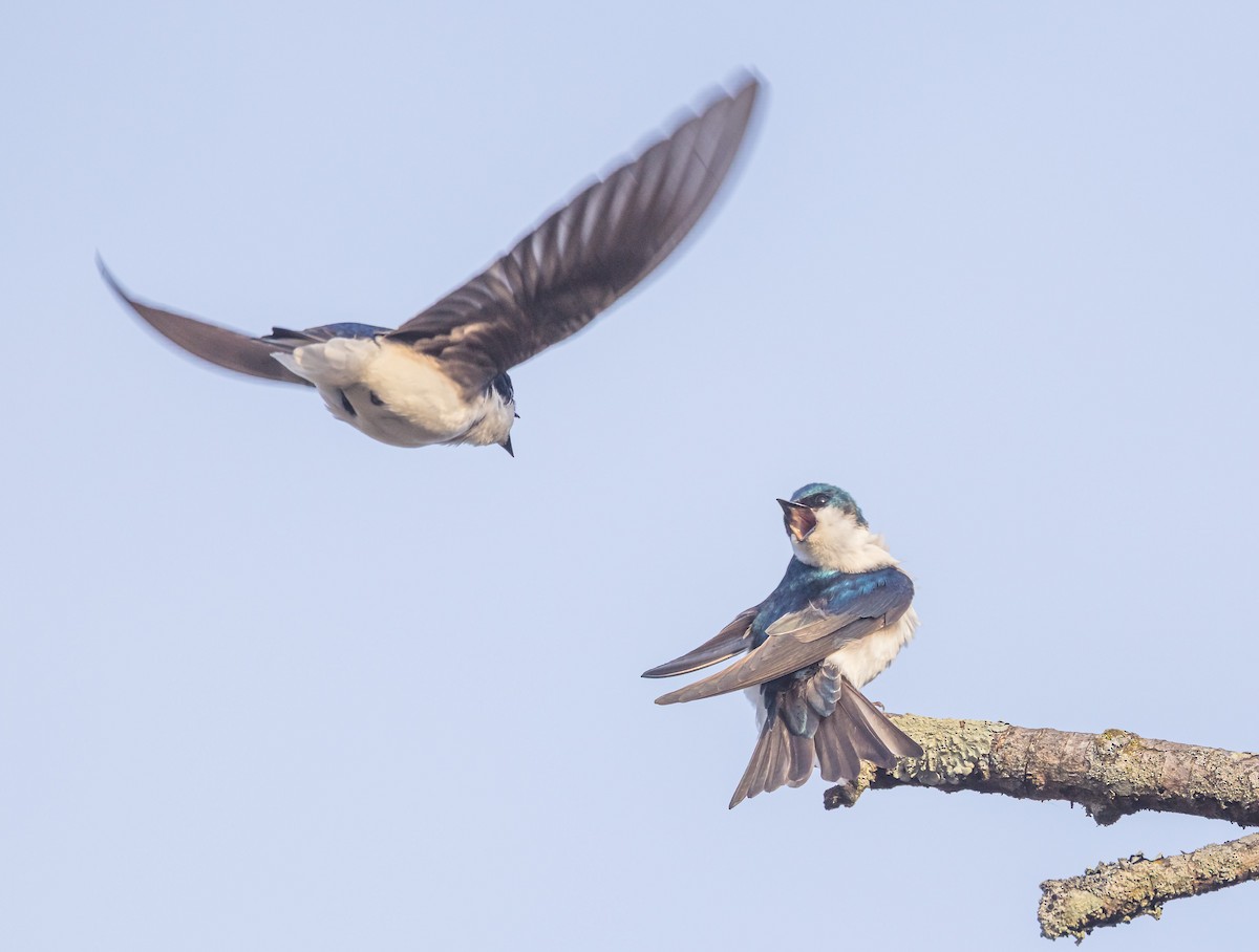 Tree Swallow - ML634104180