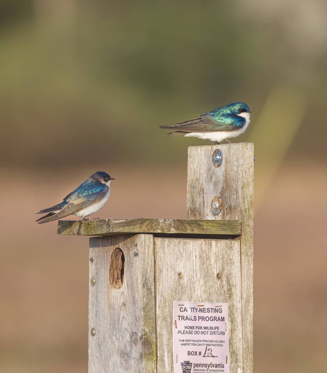 Tree Swallow - ML634104181