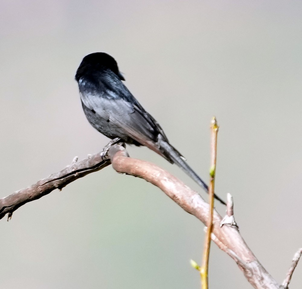 Fork-tailed Drongo (adsimilis Group) - ML634104265