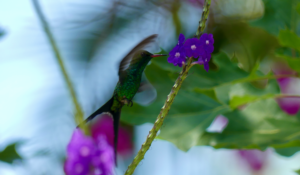 Golden-crowned Emerald - ML634104313