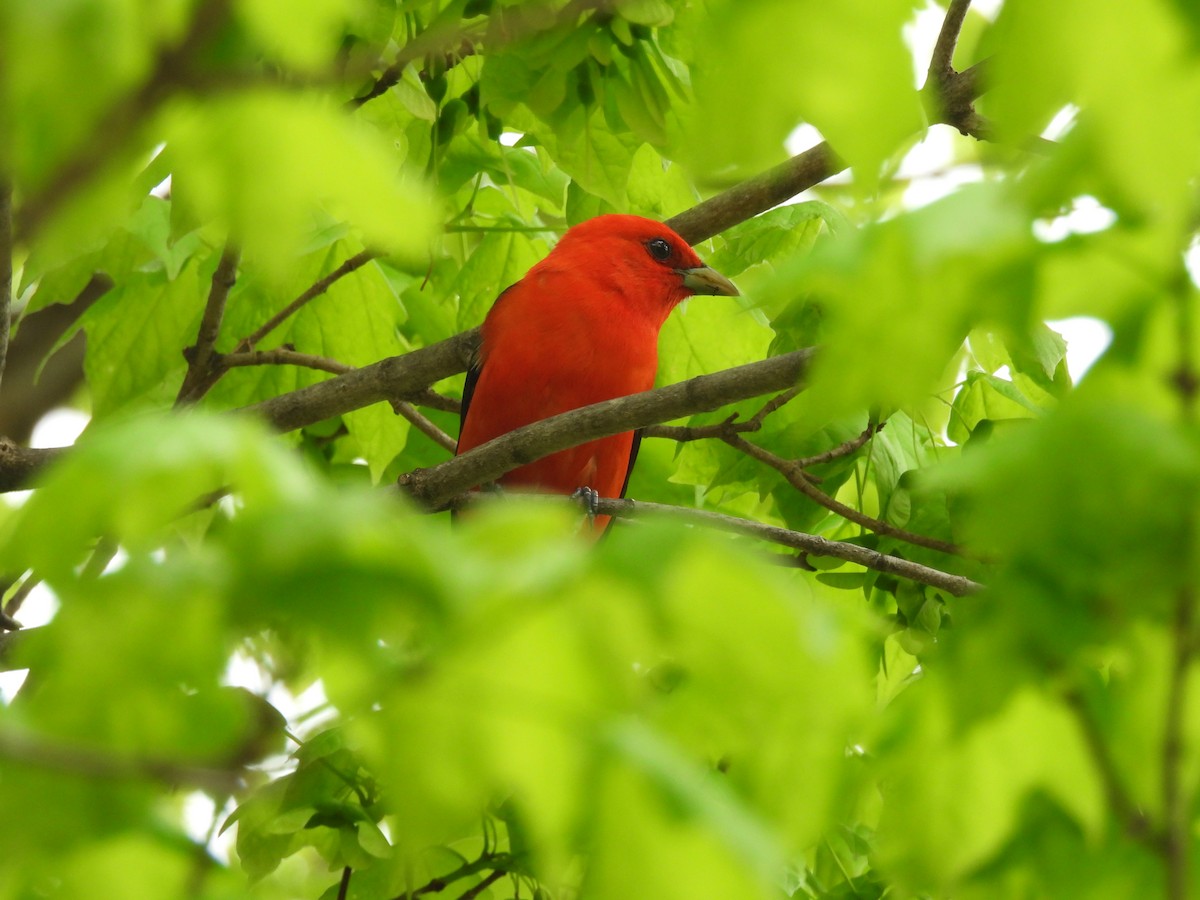 Scarlet Tanager - ML634104320