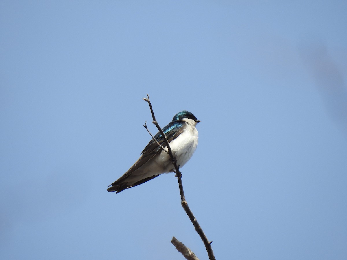 Tree Swallow - ML634104322