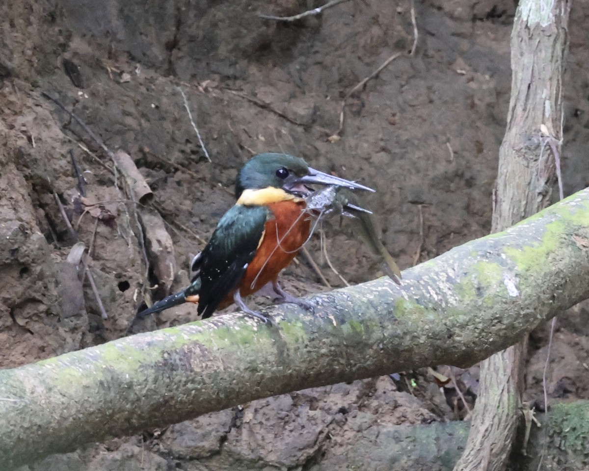 Green-and-rufous Kingfisher - ML634104386