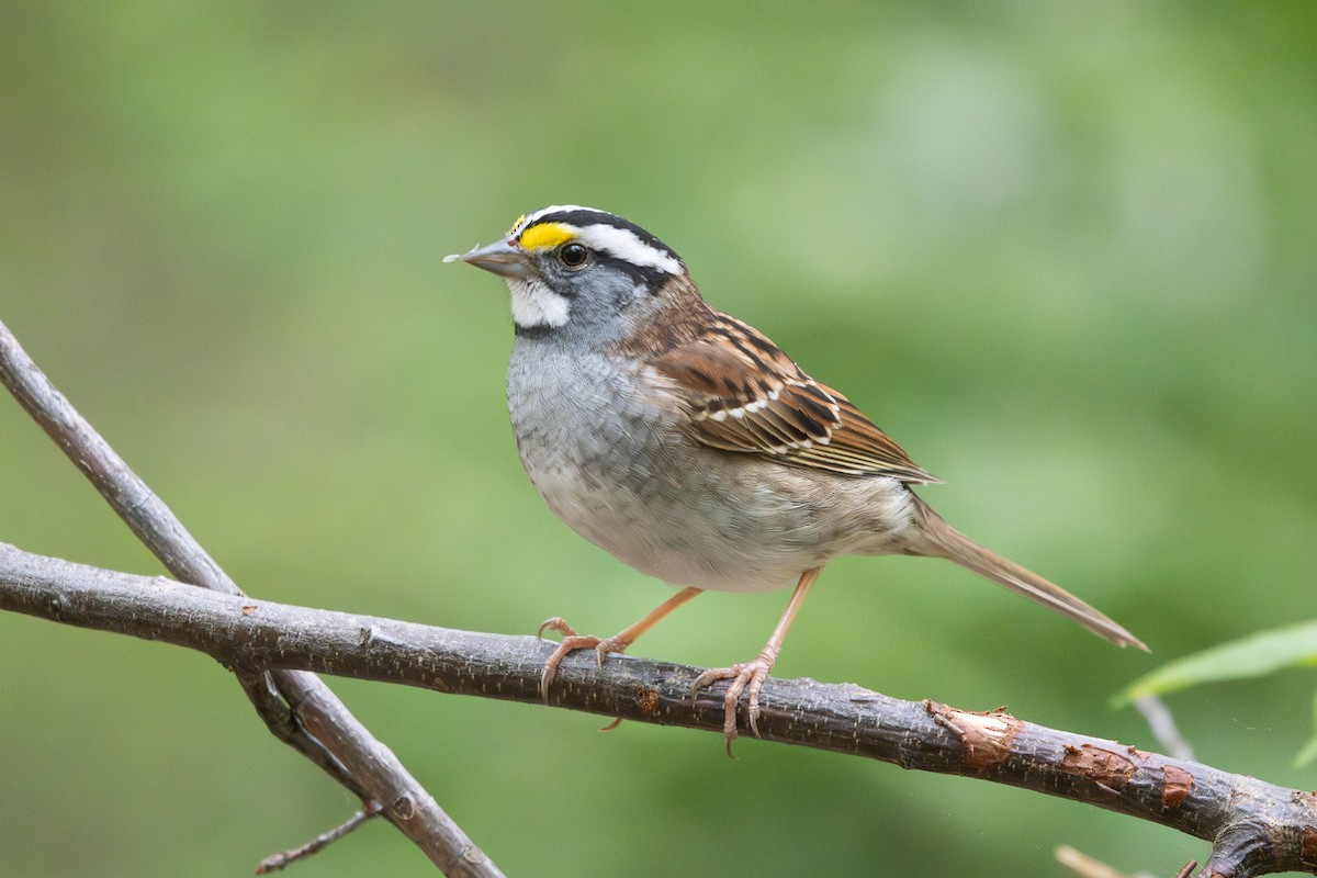 White-throated Sparrow - ML634104564