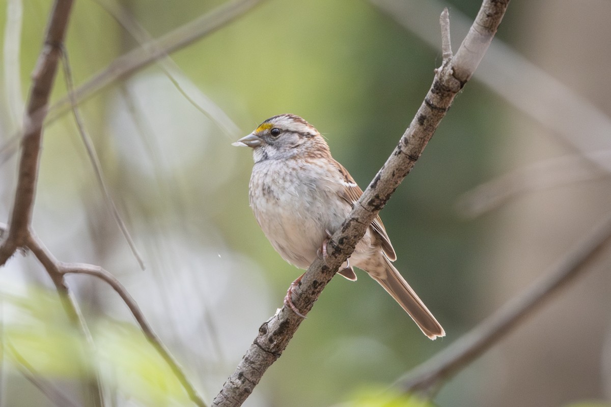 White-throated Sparrow - ML634104574