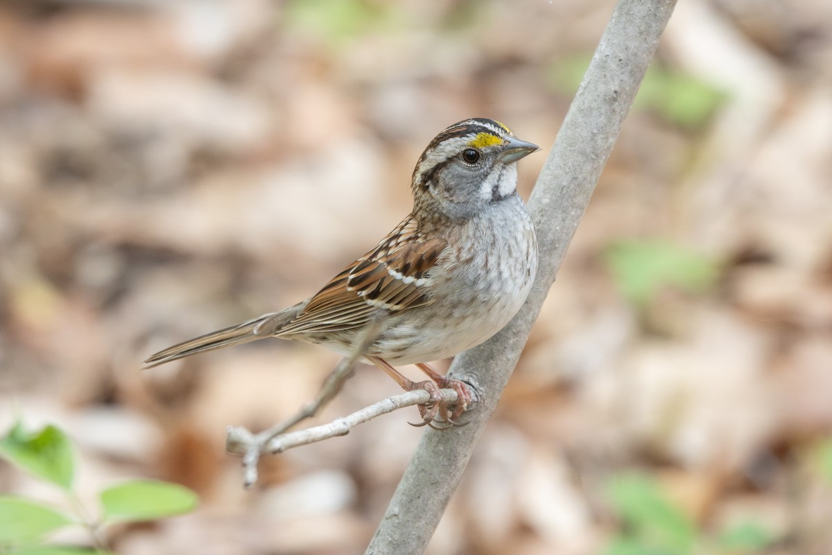 White-throated Sparrow - ML634104587