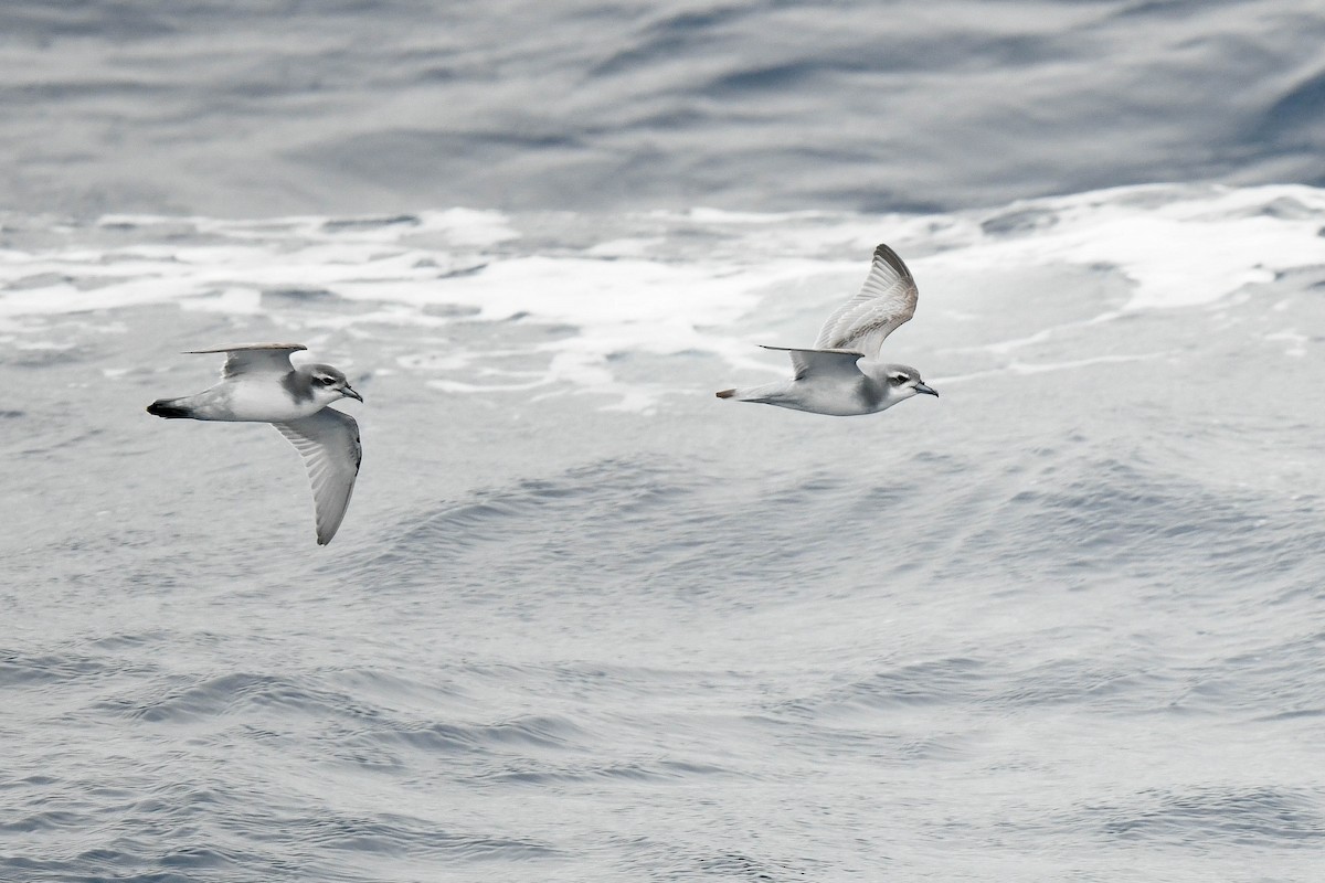 Antarctic Prion - ML634104632