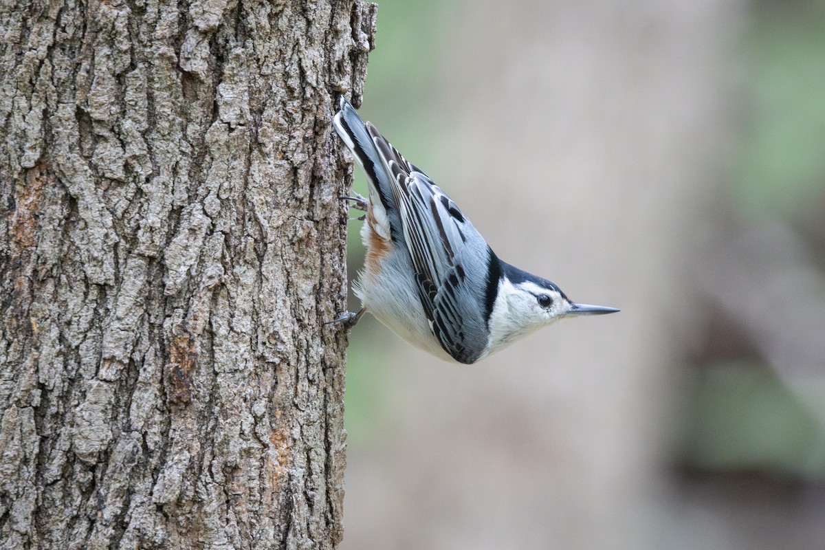 White-breasted Nuthatch - ML634104736