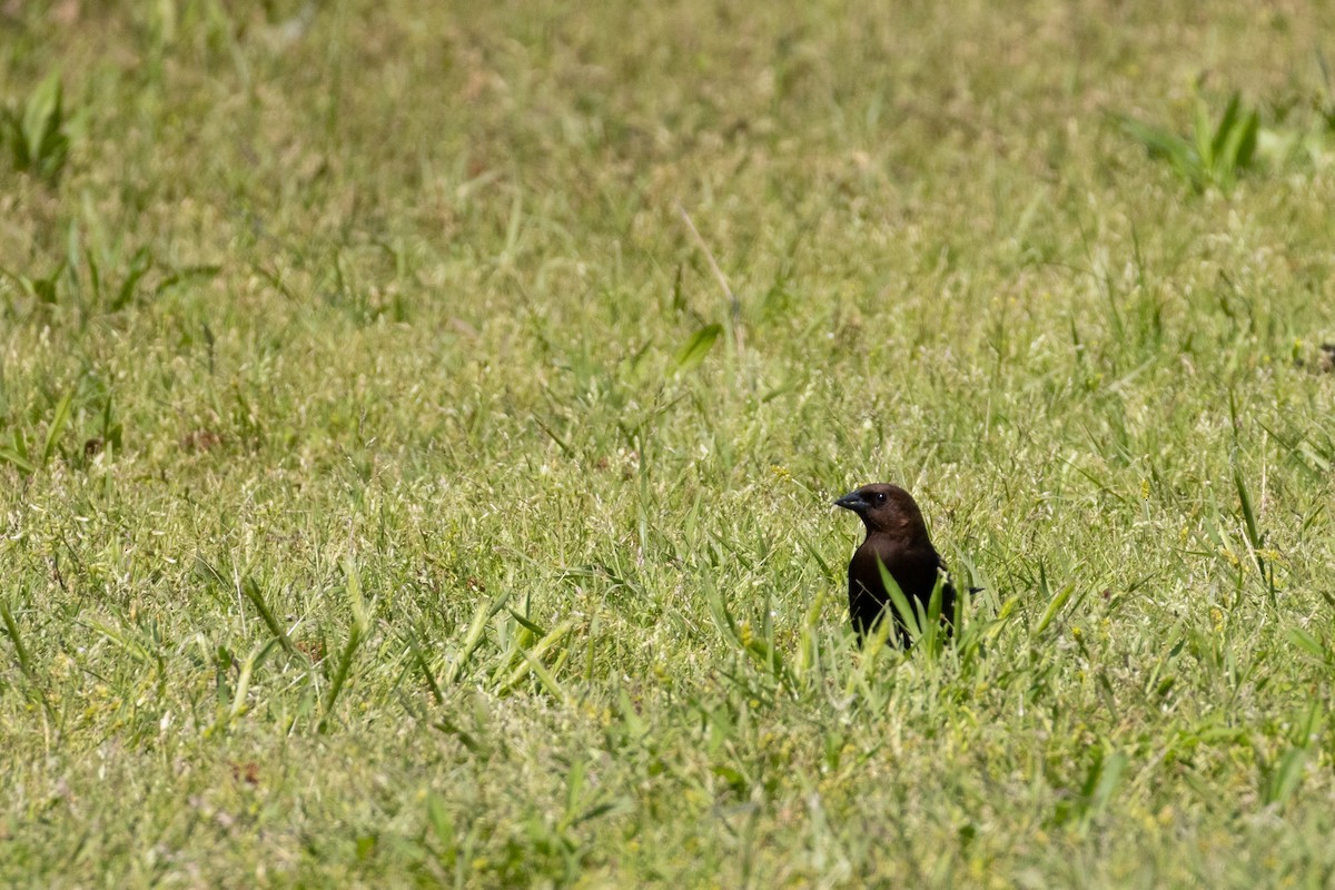 brunhodetrupial - ML634104815