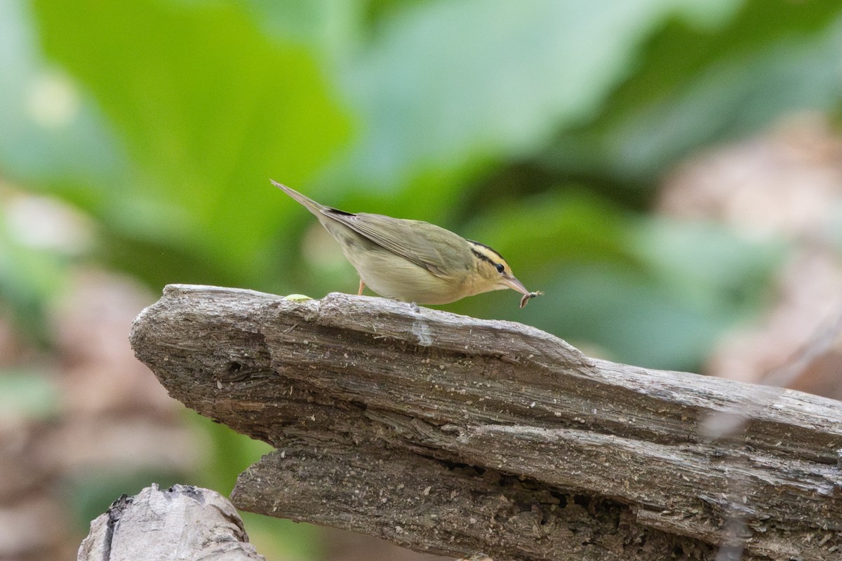 Worm-eating Warbler - ML634104821