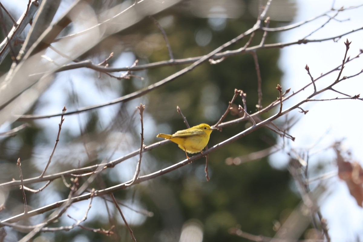 Northern Yellow Warbler - ML634104848