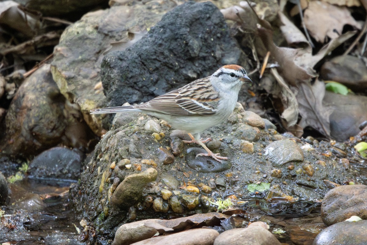 Chipping Sparrow - ML634104893
