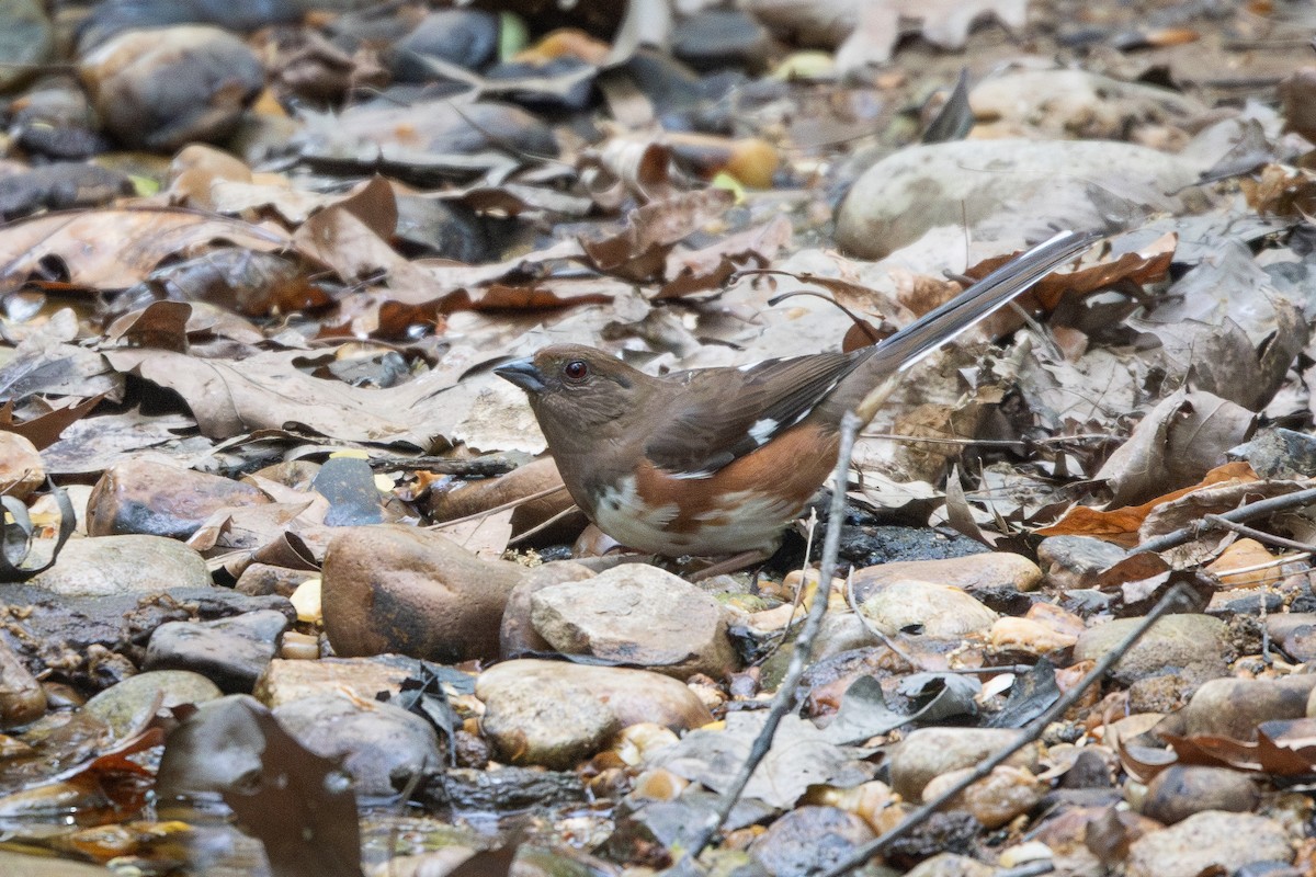 Eastern Towhee - ML634104926