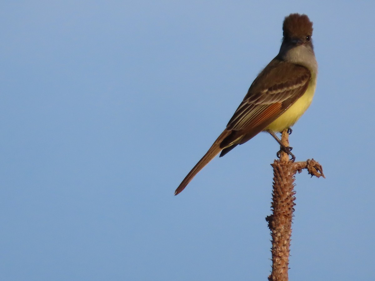 Great Crested Flycatcher - ML634104940