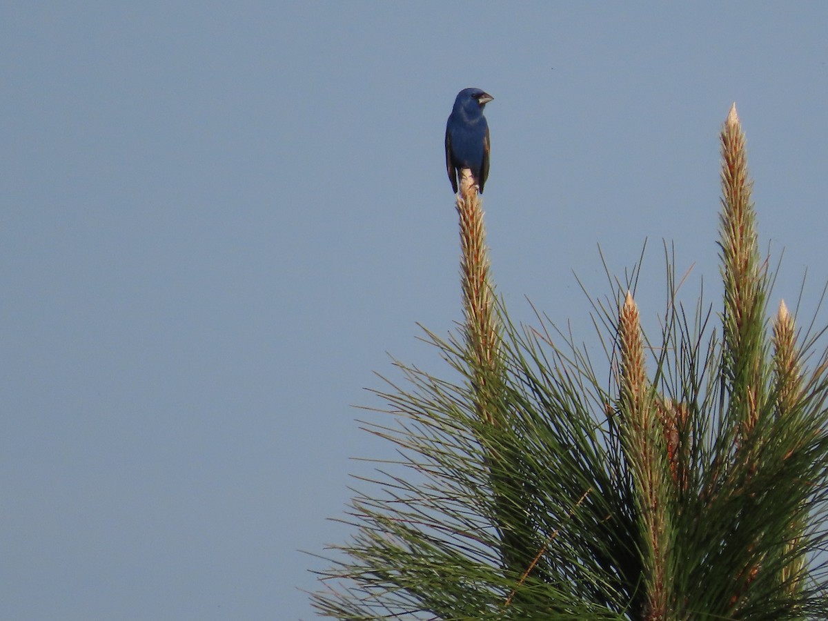 Blue Grosbeak - ML634104982