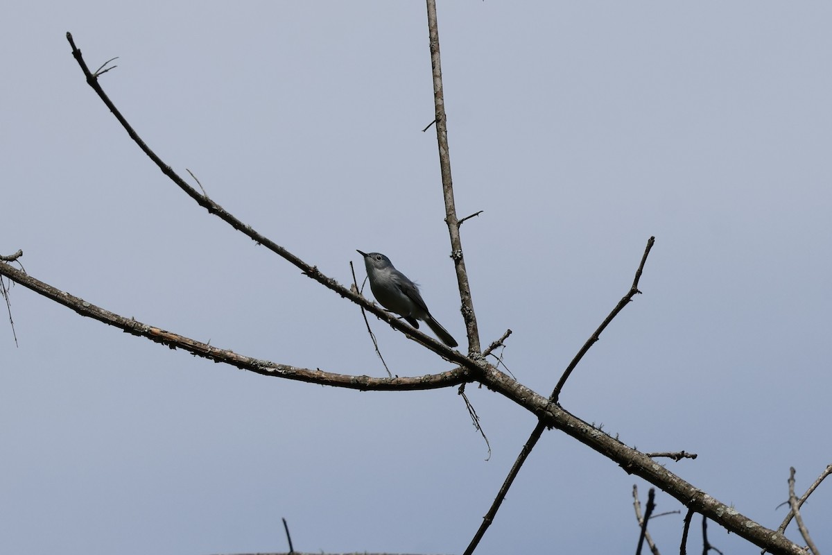 Blue-gray Gnatcatcher - ML634104992