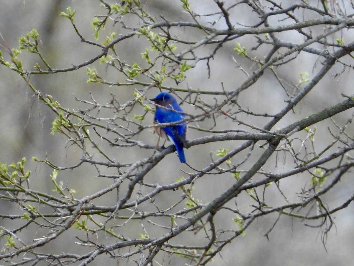 Eastern Bluebird - ML634105006