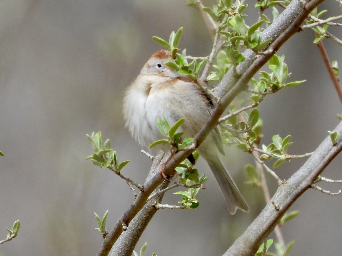 Field Sparrow - ML634105020