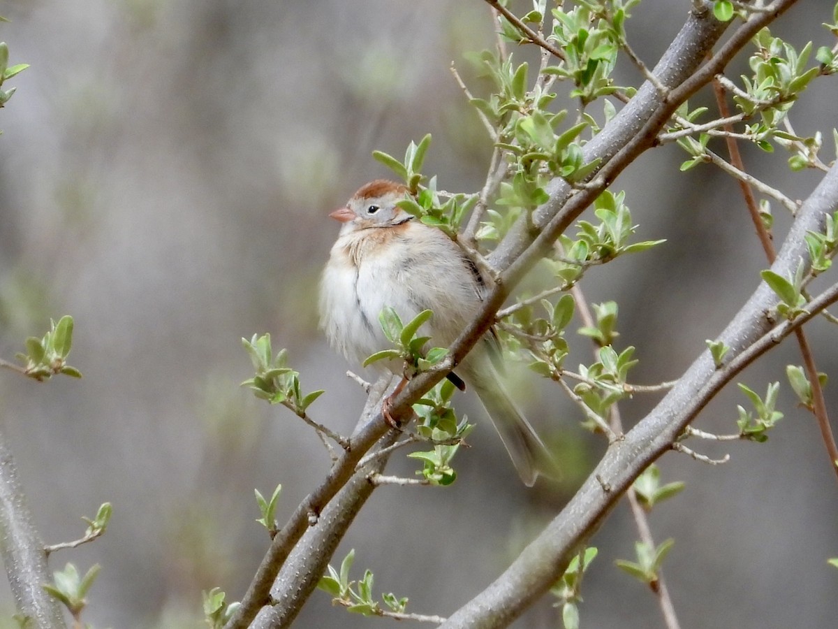 Field Sparrow - ML634105021