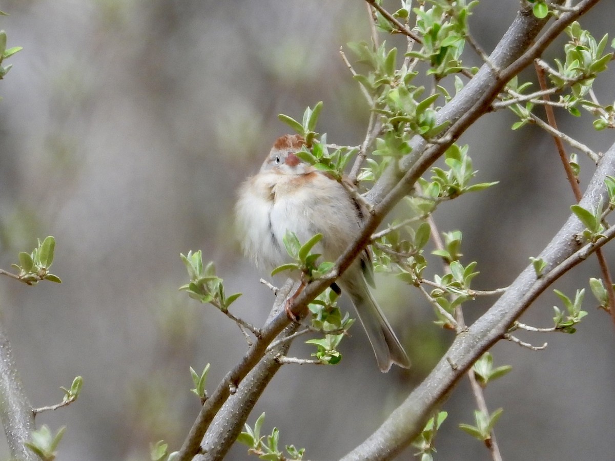 Field Sparrow - ML634105022