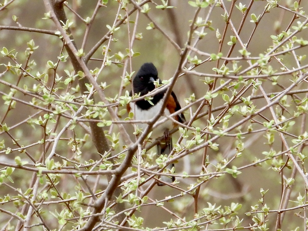 Eastern Towhee - ML634105044