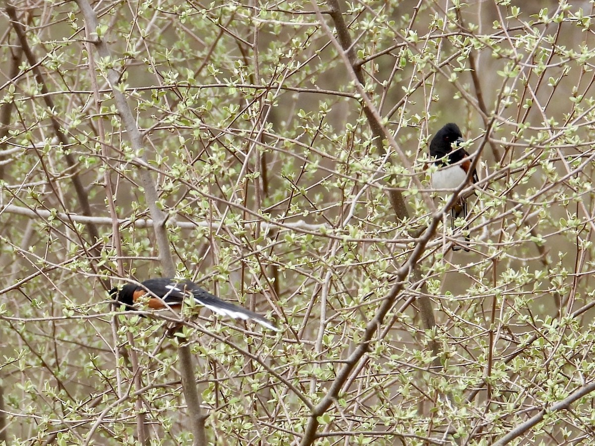 Eastern Towhee - ML634105045