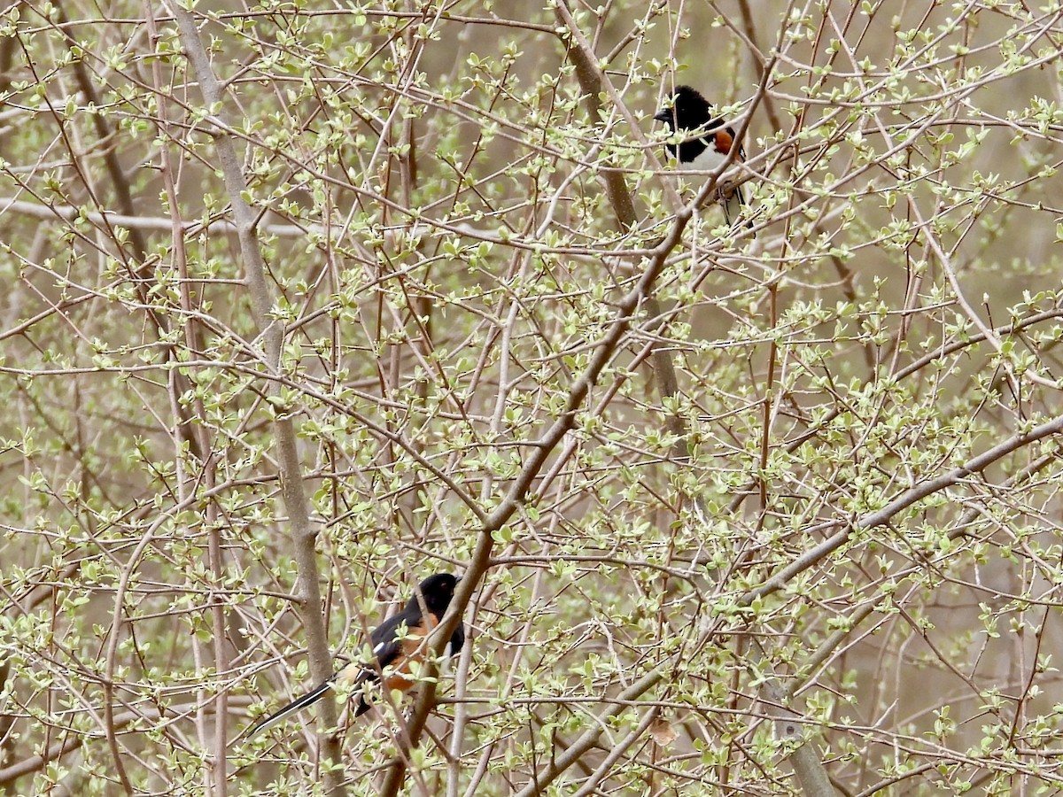 Eastern Towhee - ML634105046