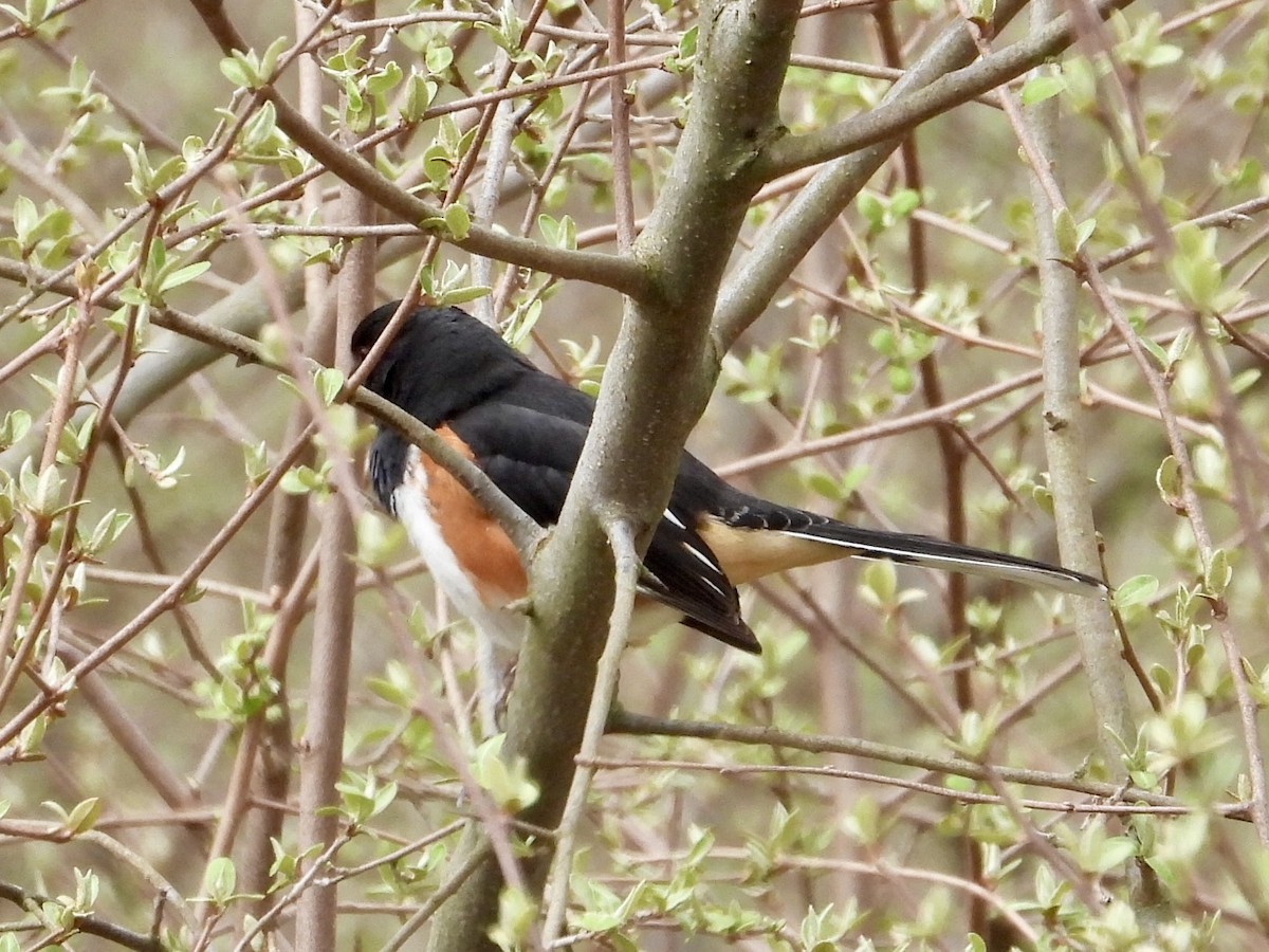Eastern Towhee - ML634105047